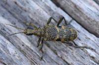 Rhagium mordax