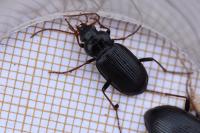 Nebria brevicollis