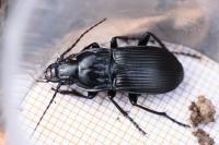 Abax parallelepipedus