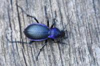 Carabus problematicus