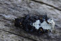 Platyrhinus resinosus
