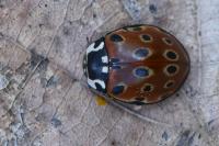 Anatis ocellata
