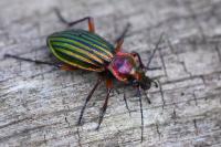 Carabus auronitens