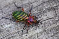 Carabus auronitens