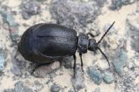 Galeruca luctuosa