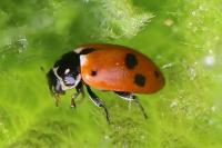 Hippodamia variegata