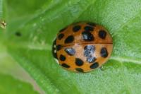 Harmonia axyridis