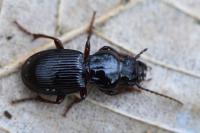 Molops piceus