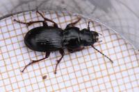 Molops piceus