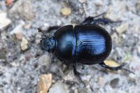 Anoplotrupes stercorosus