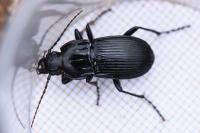 Abax parallelepipedus