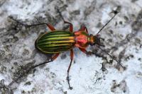 Carabus auronitens