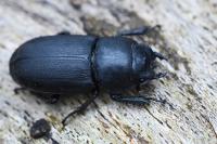 Dorcus parallelipipedus