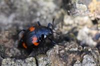 Scaphidium quadrimaculatum