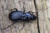 Pterostichus cristatus