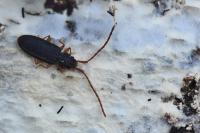 Uleiota planatus