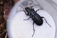 Abax parallelepipedus