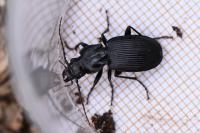 Pterostichus cristatus
