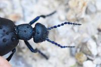 Meloe violaceus