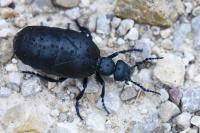 Meloe violaceus