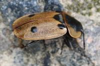 Dendroxena quadrimaculata