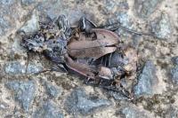 Carabus nemoralis