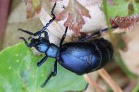 Meloe violaceus