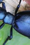 Meloe violaceus