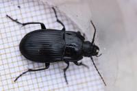 Abax ovalis