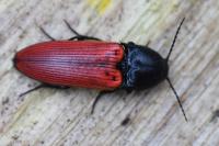 Ampedus sanguineus