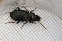 Pterostichus oblongopunctatus