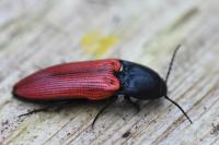 Ampedus sanguineus