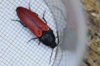 Ampedus sanguineus