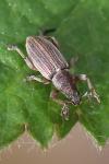 Polydrusus marginatus
