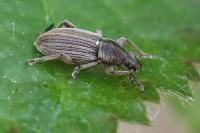 Polydrusus marginatus