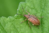Phyllobius pyri