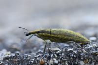 Lixus iridis