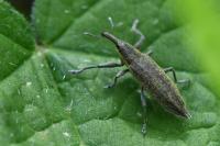 Lixus iridis