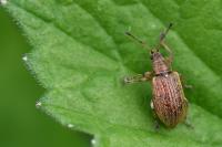 Phyllobius pyri