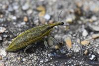 Lixus iridis