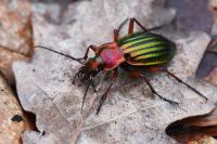 Carabus auronitens