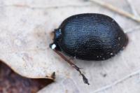 Cychrus attenuatus
