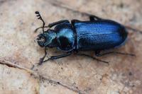 Platycerus caraboides