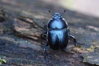 Anoplotrupes stercorosus