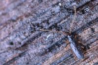 Uleiota planatus