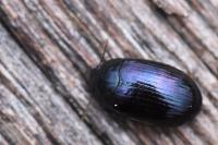 Platydema violacea