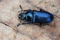 Platycerus caraboides