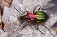 Carabus auronitens