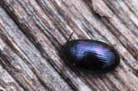 Platydema violacea