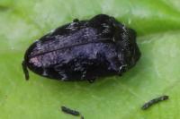 Trachys minutus
